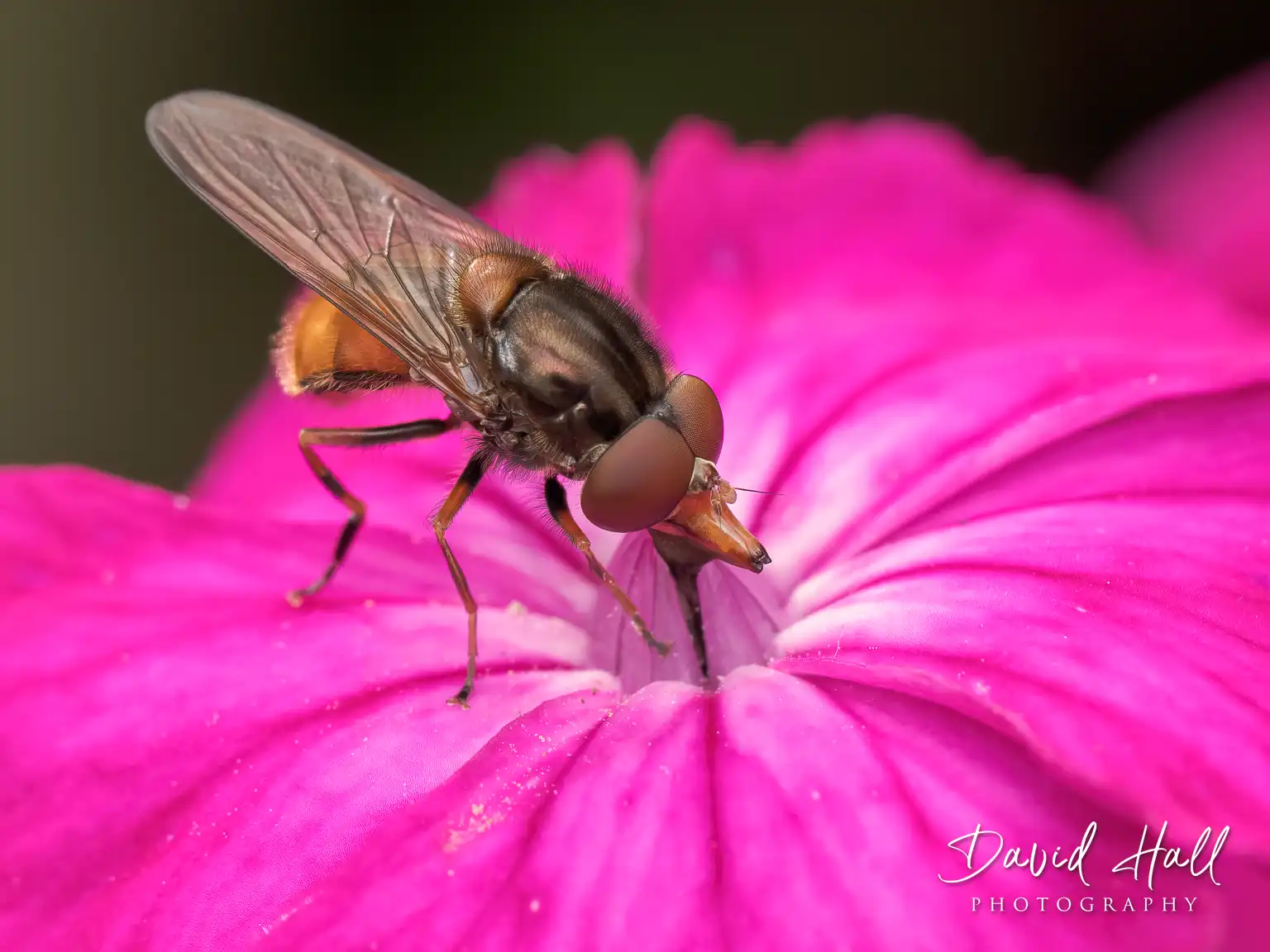 david hall photography portfolio - close up and macro