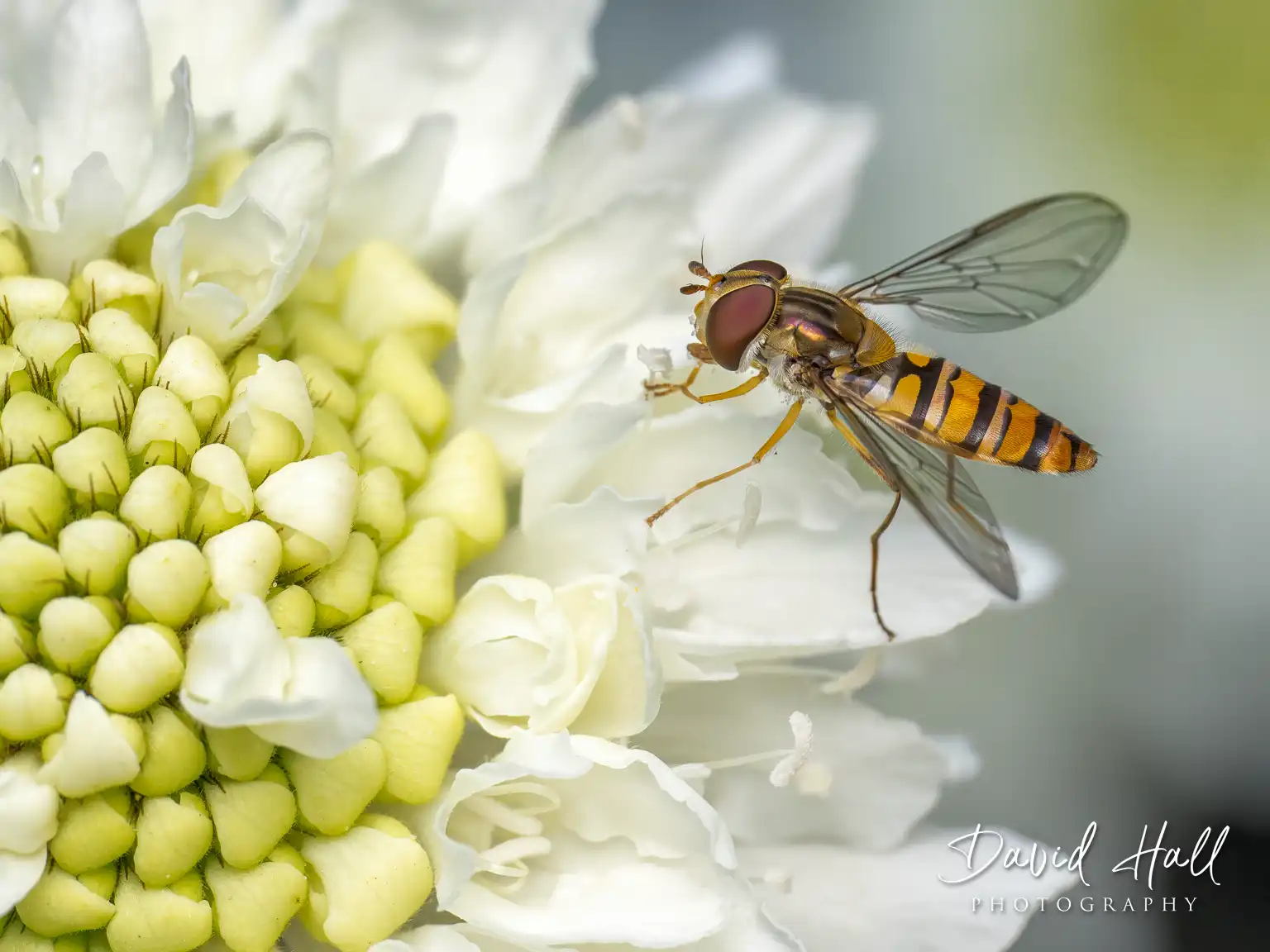 david hall photography portfolio - close up and macro